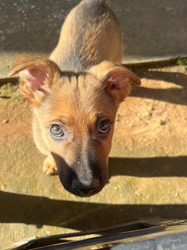 Itajubá, cachorro de porte pequeno para adoção em Itajubá - MG — foto 2 de 3