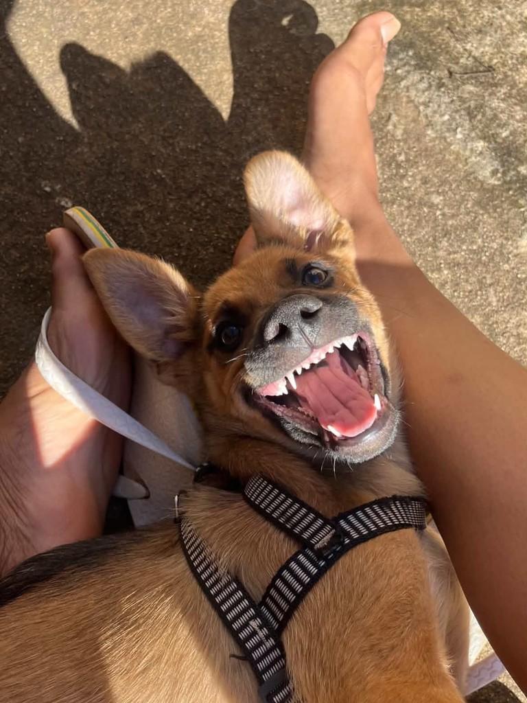 Itajubá, cachorro de porte pequeno para adoção em Itajubá - MG — foto 3 de 3