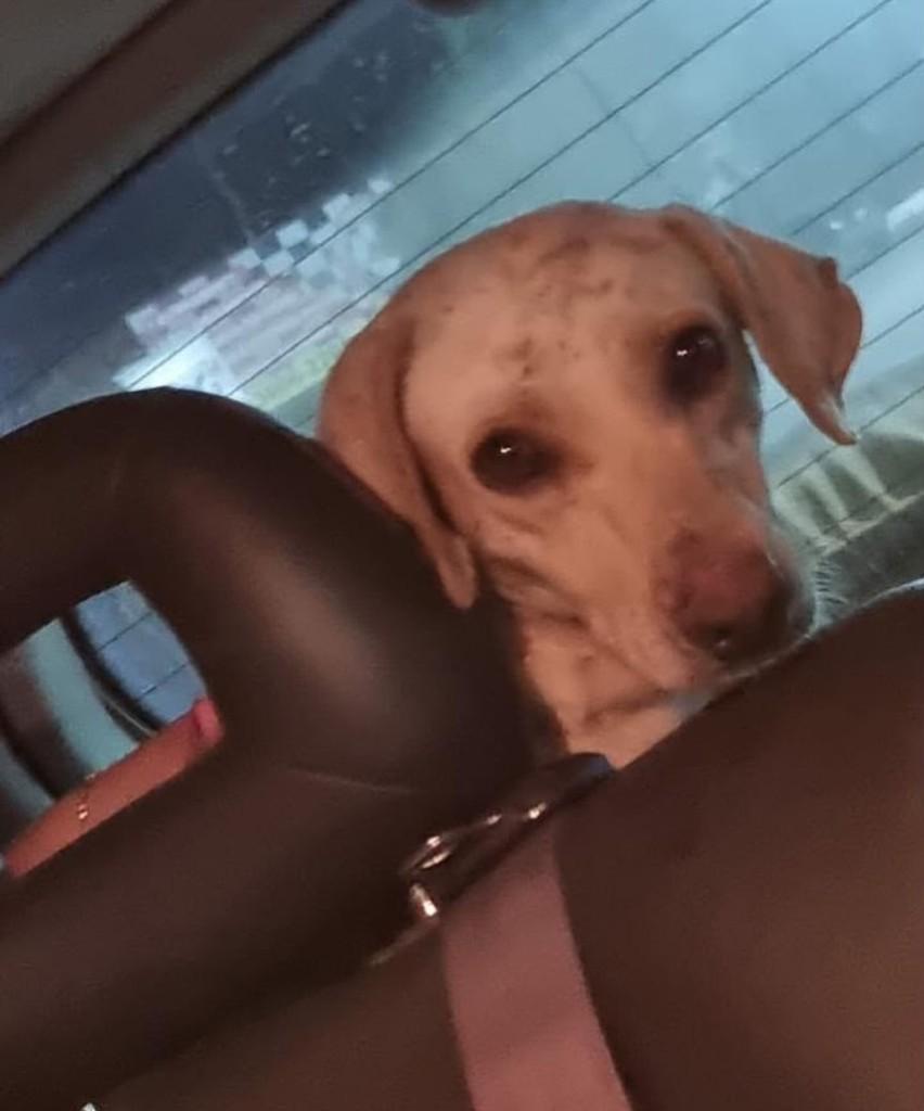 Bittencourt, cachorro de porte médio para adoção em Brasília - DF