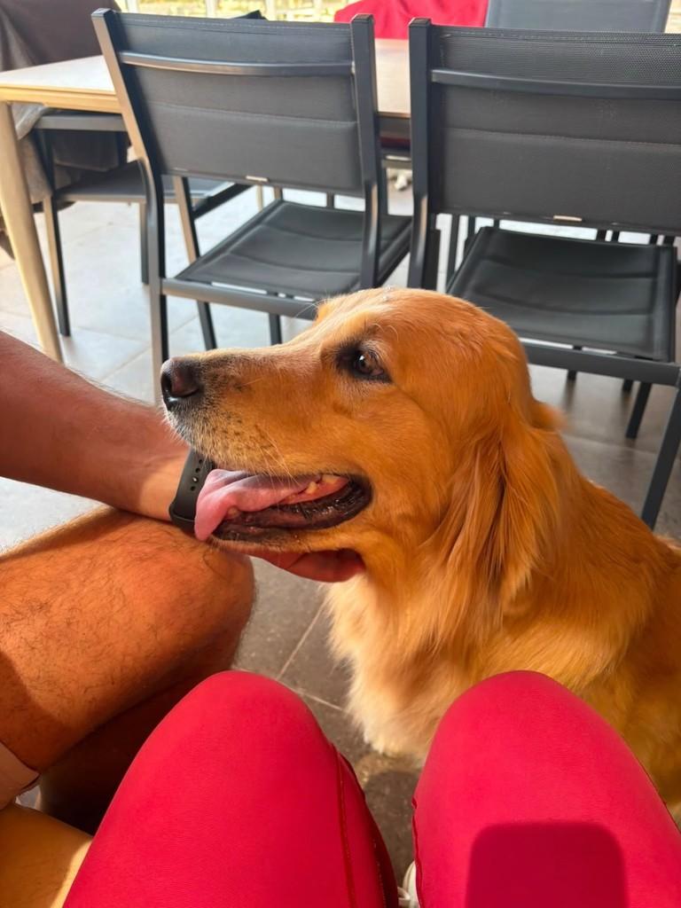 Cristal, cachorro de porte médio para adoção em Brasília - DF
