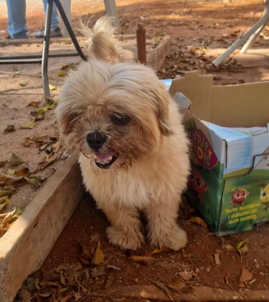 Pequeno, cachorro de porte pequeno para adoção em Brasília - DF