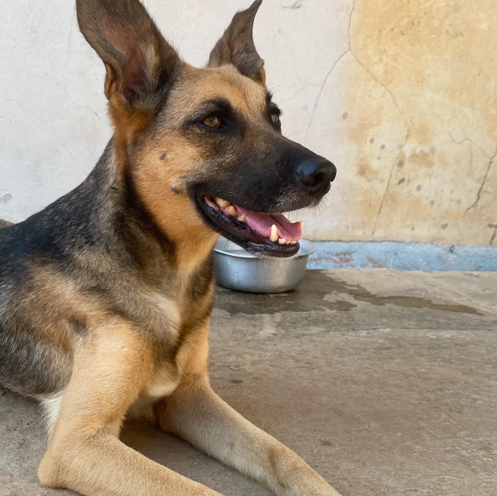 Eva, cadela de porte pequeno para adoção em Araras - SP