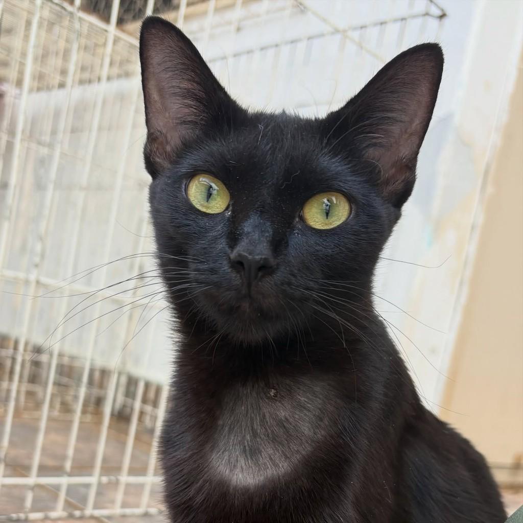Sabrina, gata de porte médio para adoção em Araras - SP