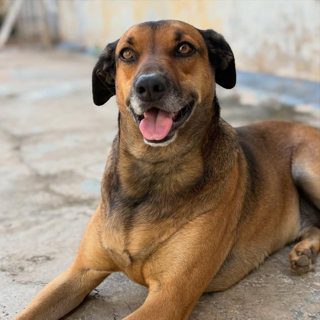 Fofuxo, cachorro de porte médio para adoção em Araras - SP