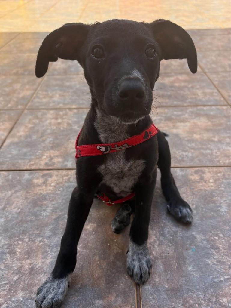 Zara, cadela de porte médio para adoção em Araras - SP