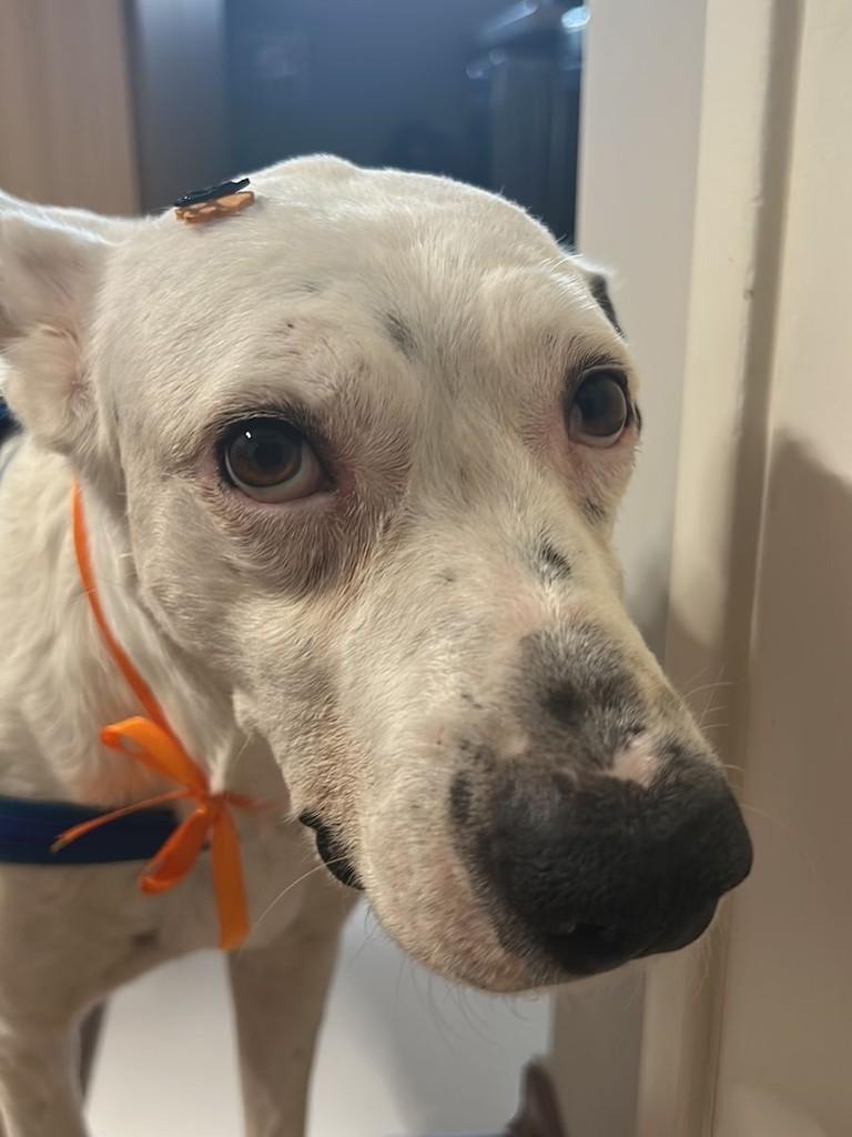 Polar, cachorro de porte médio para adoção em Araras - SP