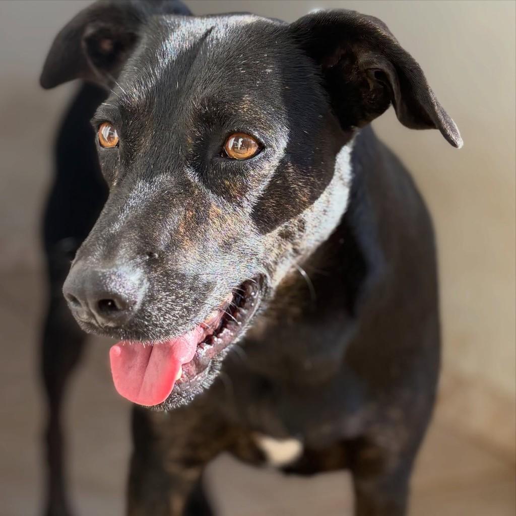 Prefeito, cachorro para adoção em Araras - SP