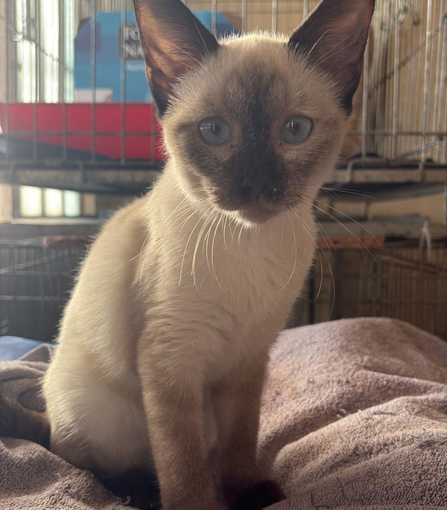 Camomila, gato de porte pequeno para adoção em Araras - SP