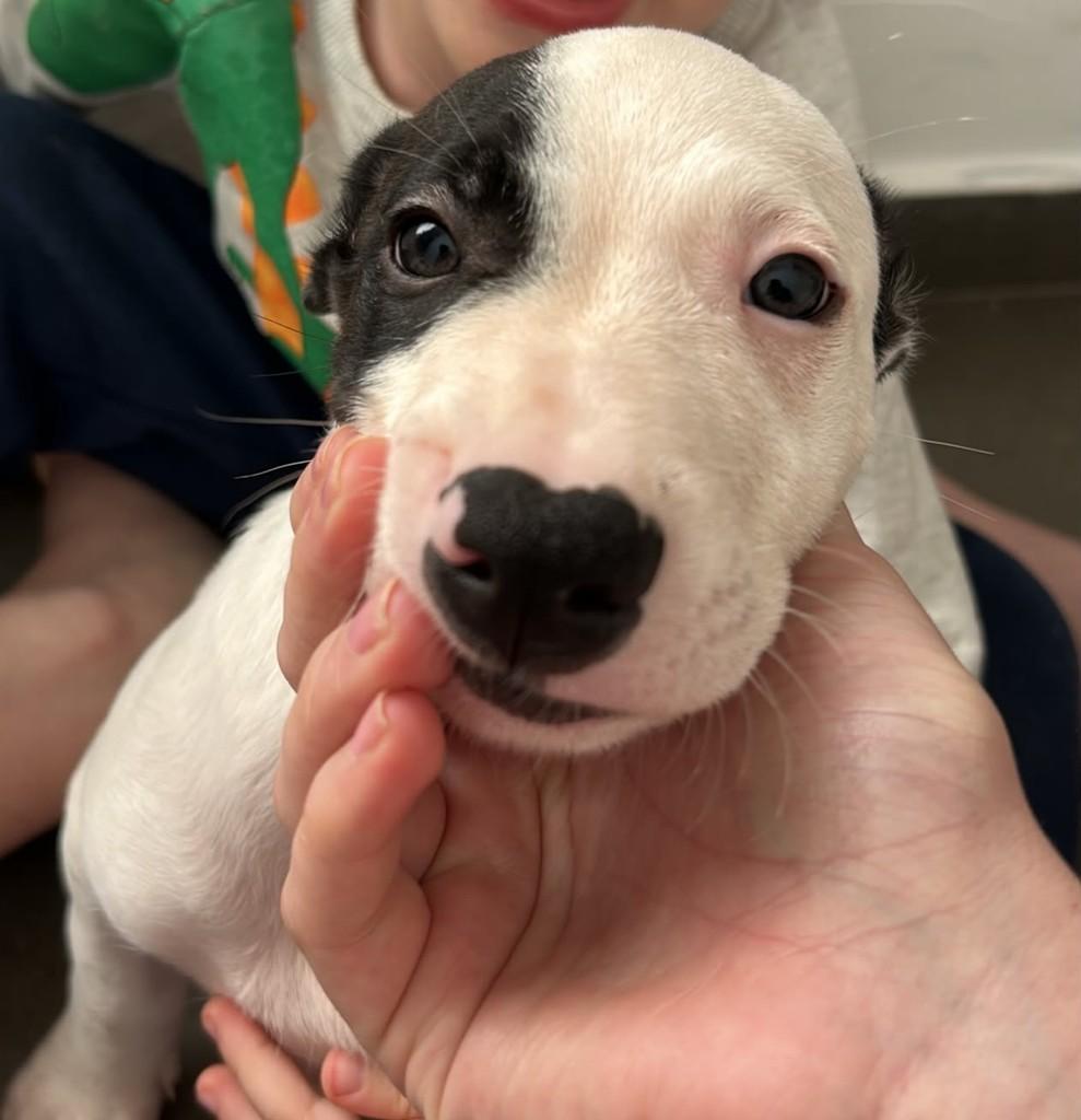 Chase, cachorro de porte médio para adoção em Araras - SP