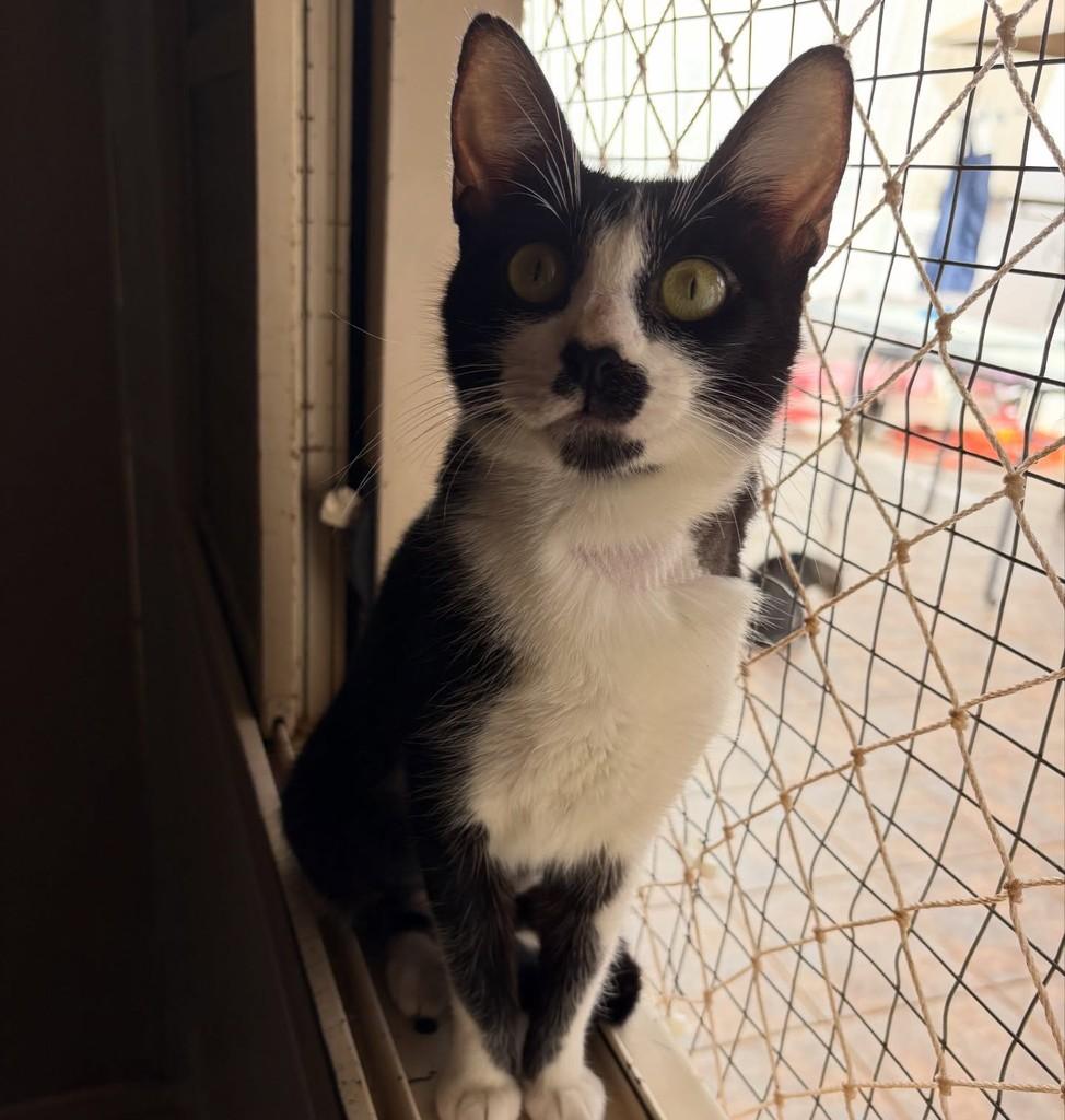 Frajolinha, gato para adoção em Araras - SP