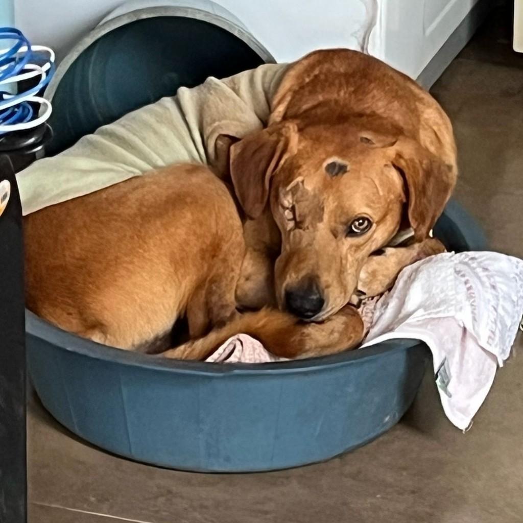 Jack, cachorro de porte pequeno para adoção em Araras - SP