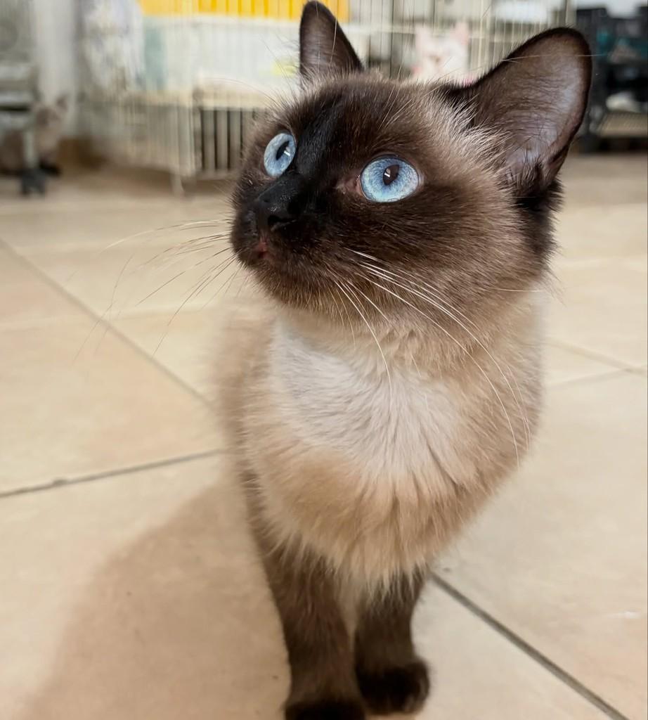 Bonita, gata de porte pequeno para adoção em Araras - SP