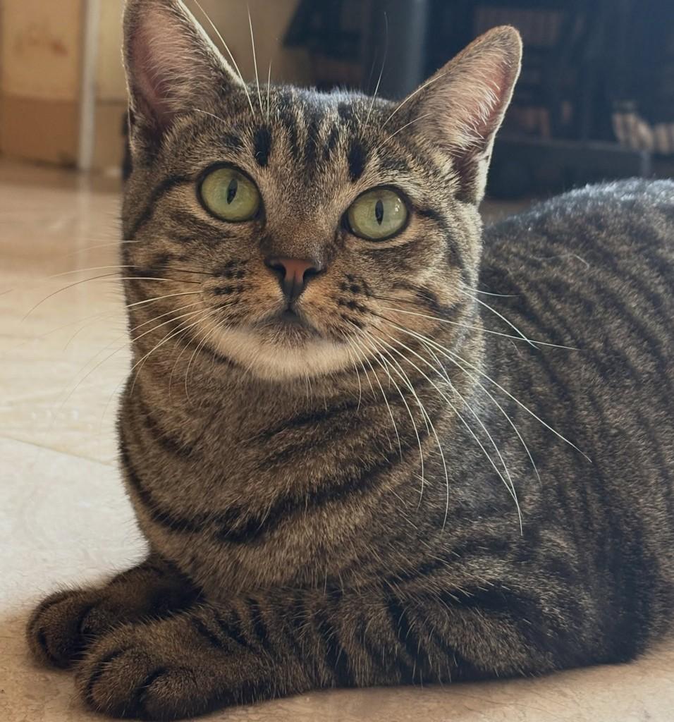 Suzy, gata de porte médio para adoção em Araras - SP