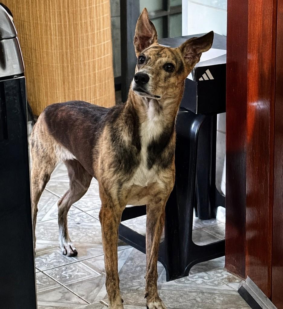 Camila, cadela de porte pequeno para adoção em Araras - SP
