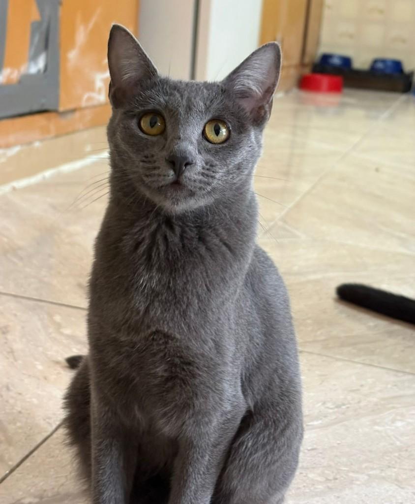 Cinza, gata para adoção em Araras - SP