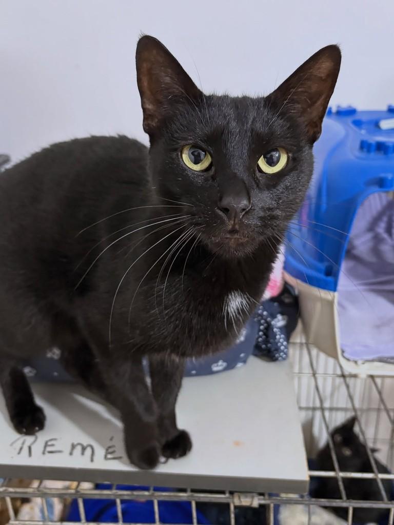 Túlio, gato de porte médio para adoção em Araras - SP