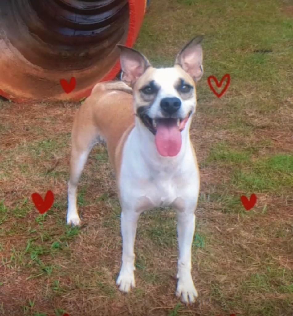 Lemão, cachorro de porte médio para adoção em Araras - SP