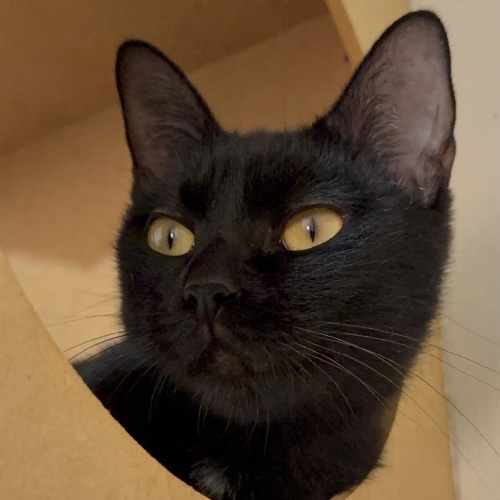 Rosa, gata de porte pequeno para adoção em Araras - SP