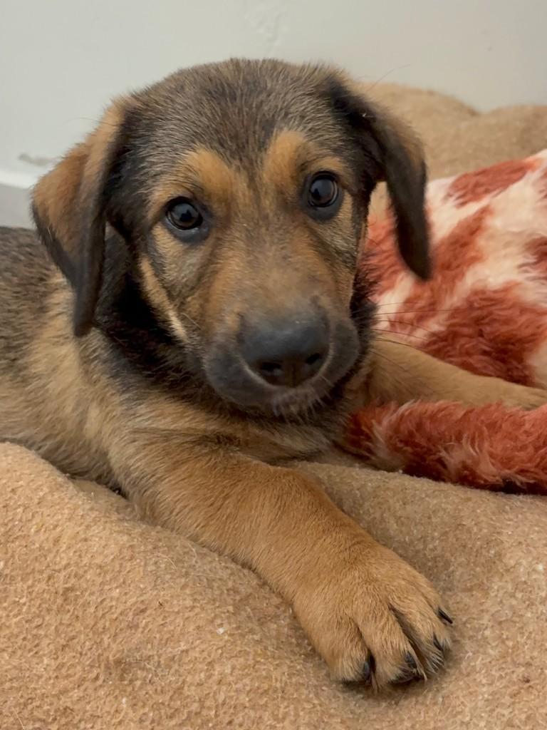 Avelã, cachorro de porte pequeno para adoção em Araras - SP