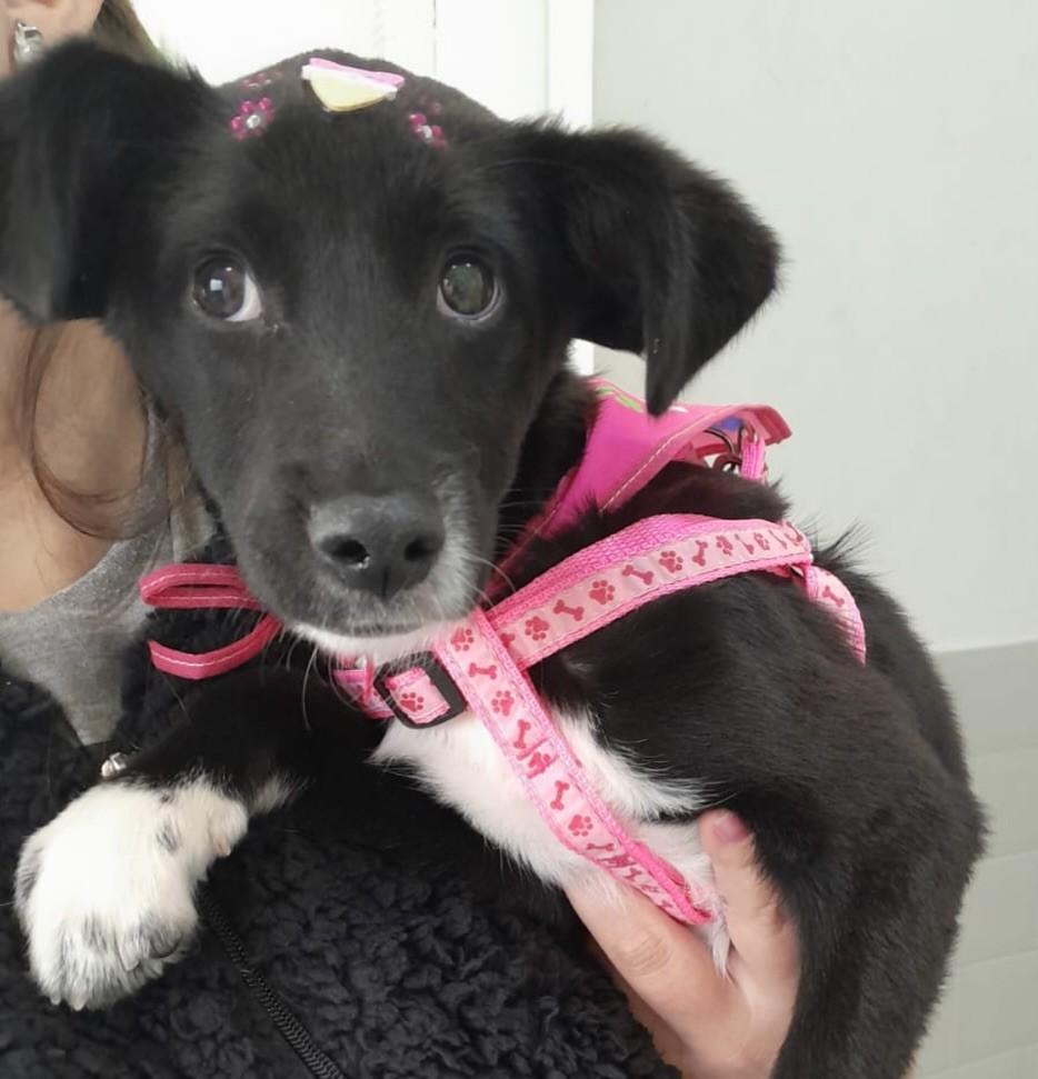Jade, cachorro de porte pequeno para adoção em Araras - SP