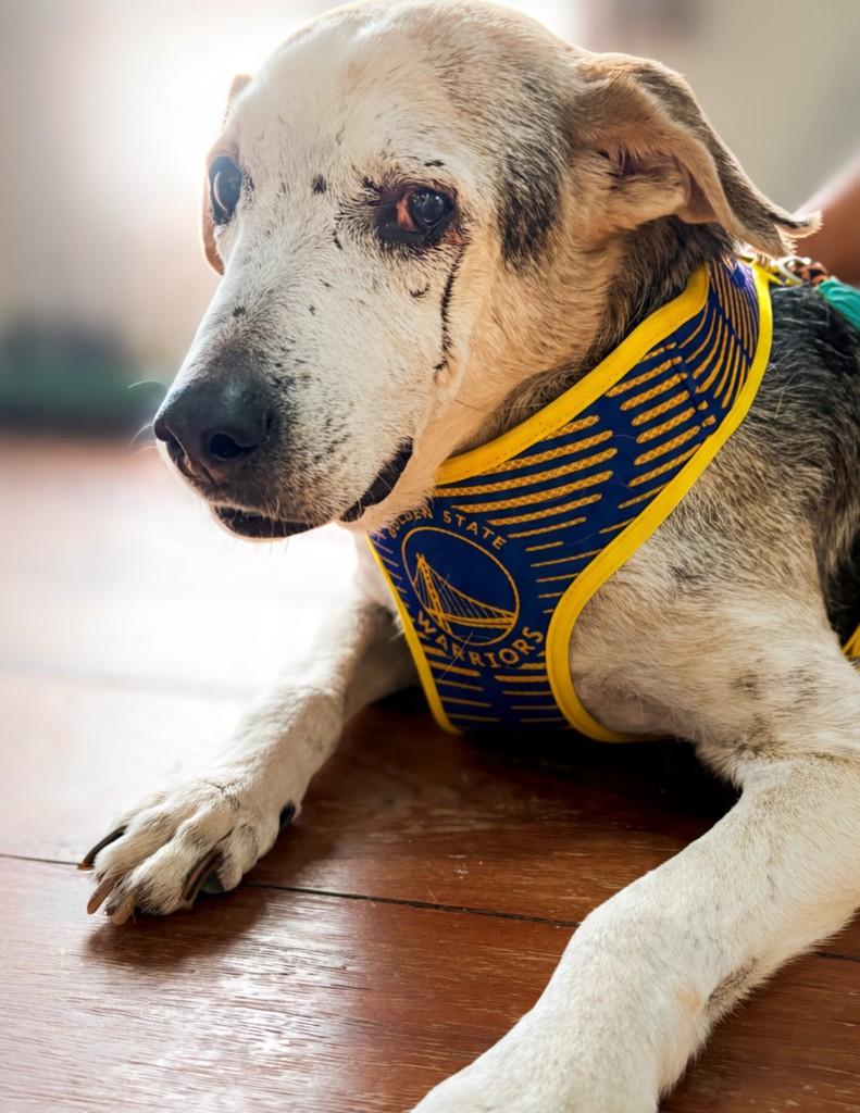 Vozinho, cachorro de porte médio para adoção em Araras - SP