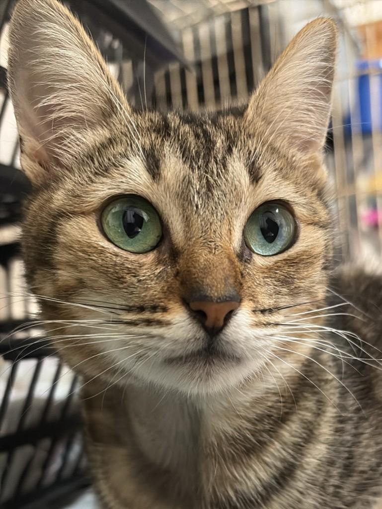 Linda, gata de porte médio para adoção em Araras - SP