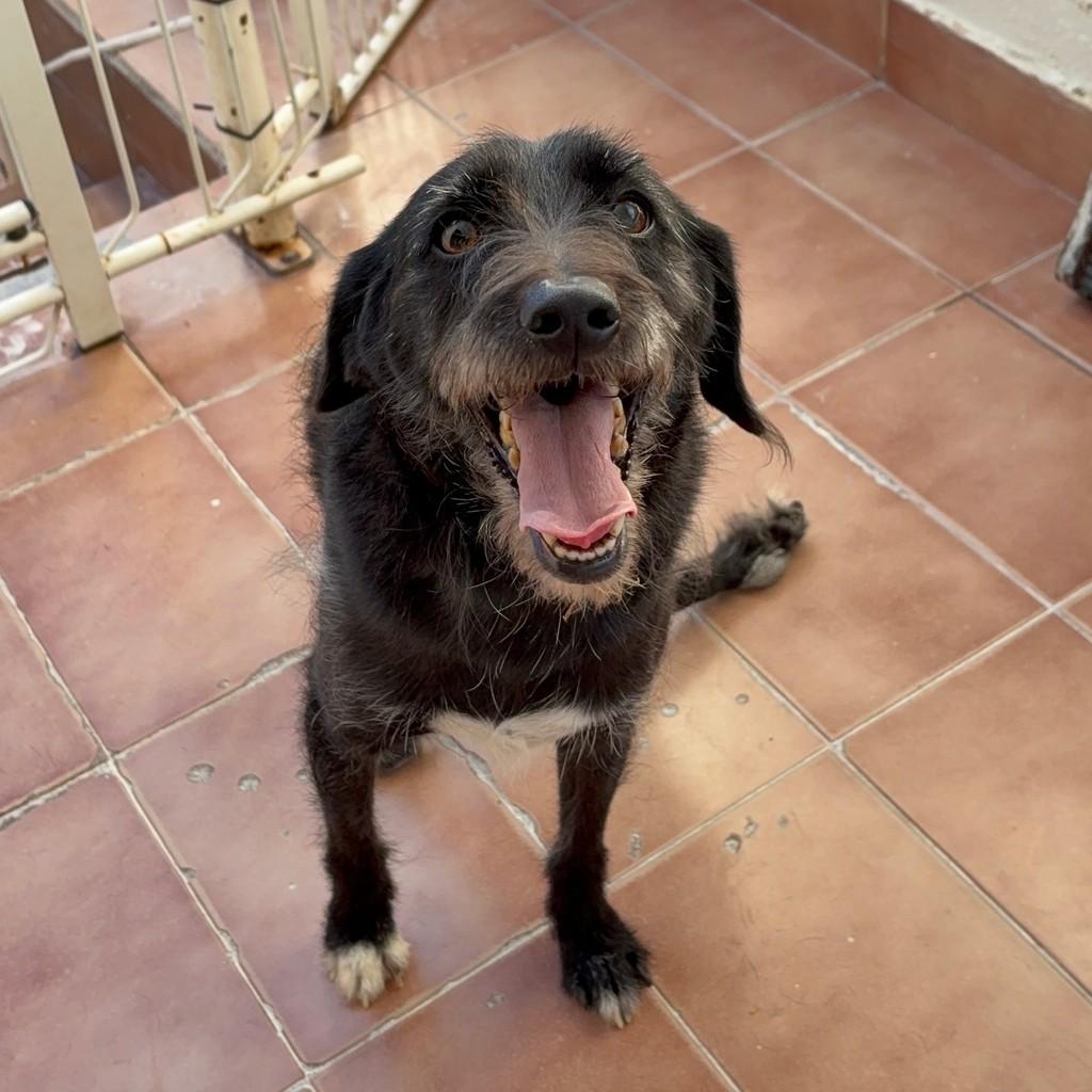 Vicente, cachorro de porte pequeno para adoção em Araras - SP