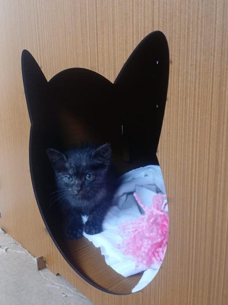 Linda, gata de porte pequeno para adoção em Jequié - BA