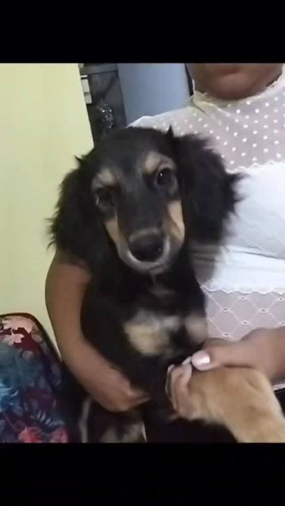 Lindo, cachorro de porte pequeno para adoção em Jequié - BA
