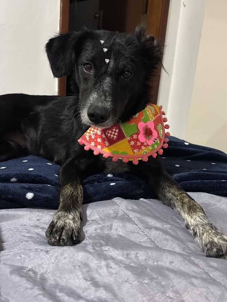 Linda, cadela de porte médio para adoção em Jequié - BA