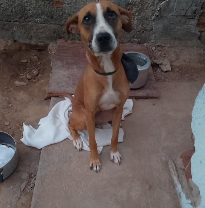 Nina, cachorro de porte médio para adoção em Jequié - BA