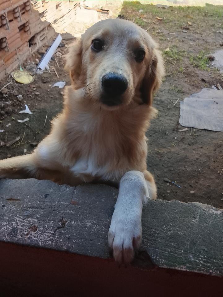 Luna, cachorro de porte médio para adoção em Jequié - BA