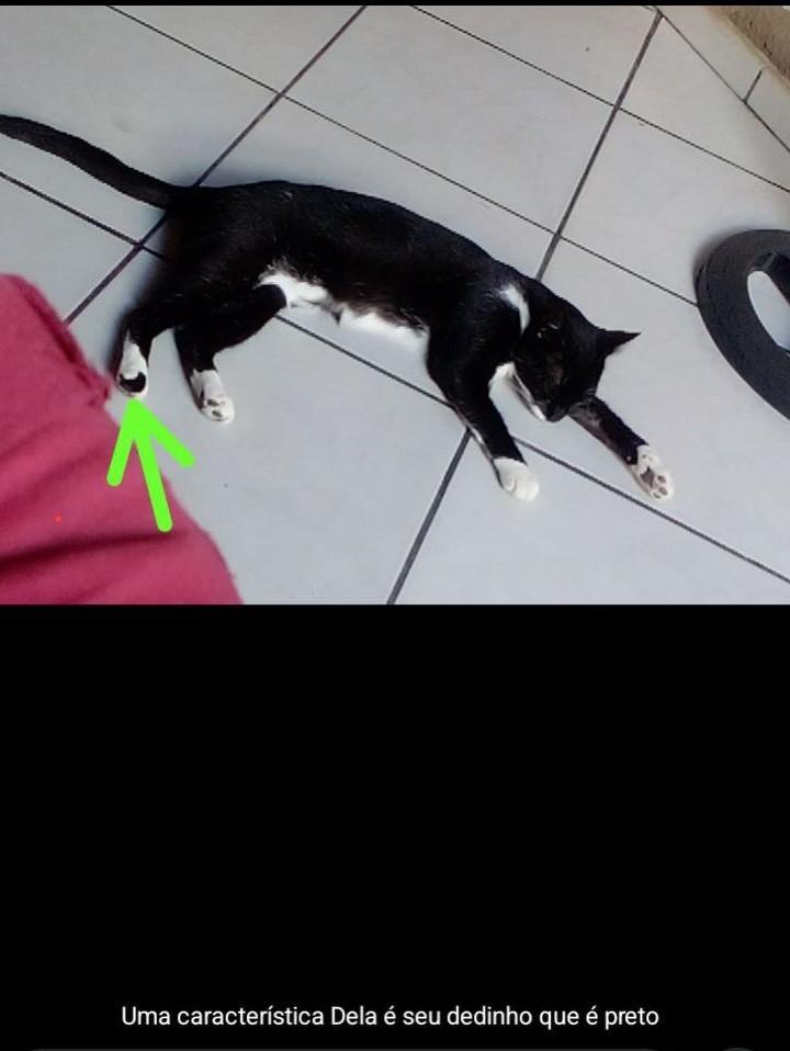 Joe, gata de porte médio para adoção em Jequié - BA