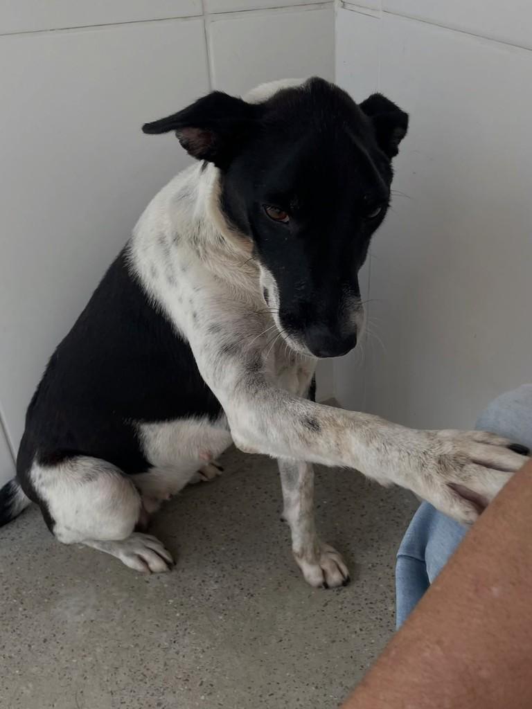 Boquinha, cachorro de porte médio para adoção em Jequié - BA