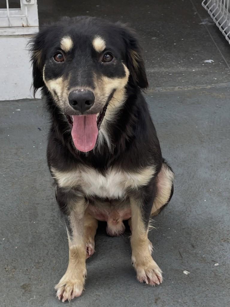 Berninho, cachorro de porte médio para adoção em Jequié - BA