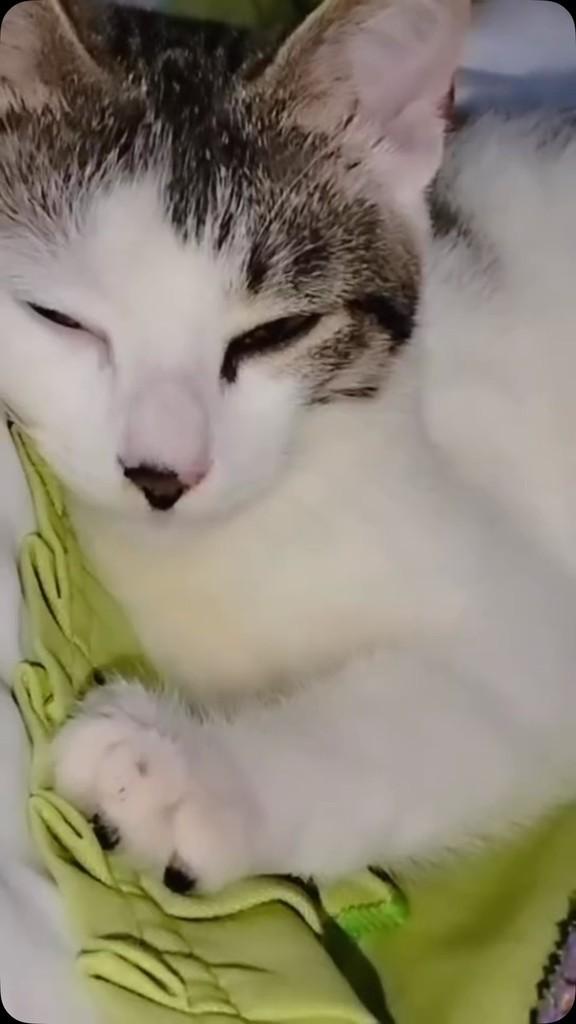 Lilica, gato de porte pequeno para adoção em Jequié - BA