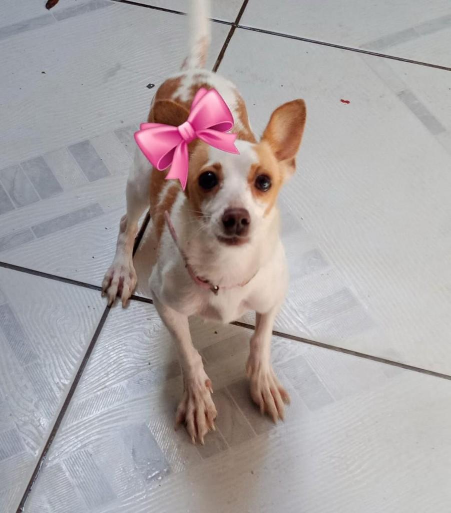Mary, cadela de porte pequeno para adoção em Jequié - BA