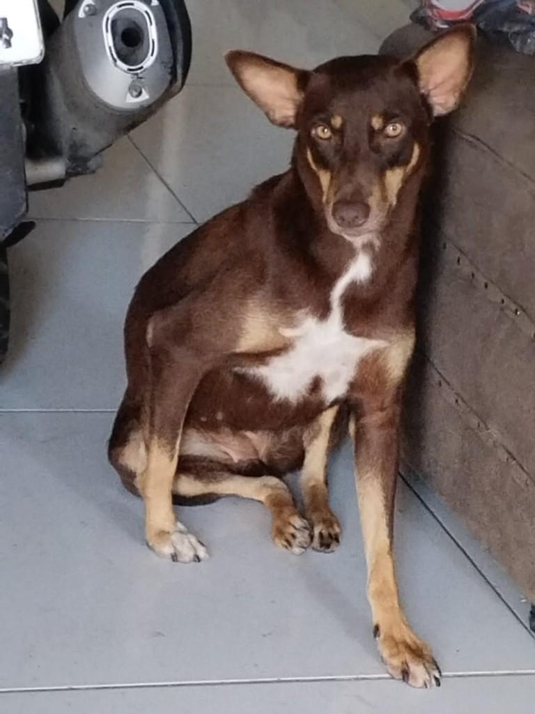 Mel, cadela de porte médio para adoção em Jequié - BA