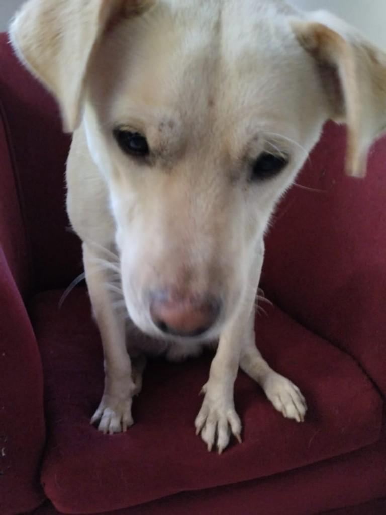 Lindo cachorro, cachorro de porte pequeno para adoção em Jequié - BA