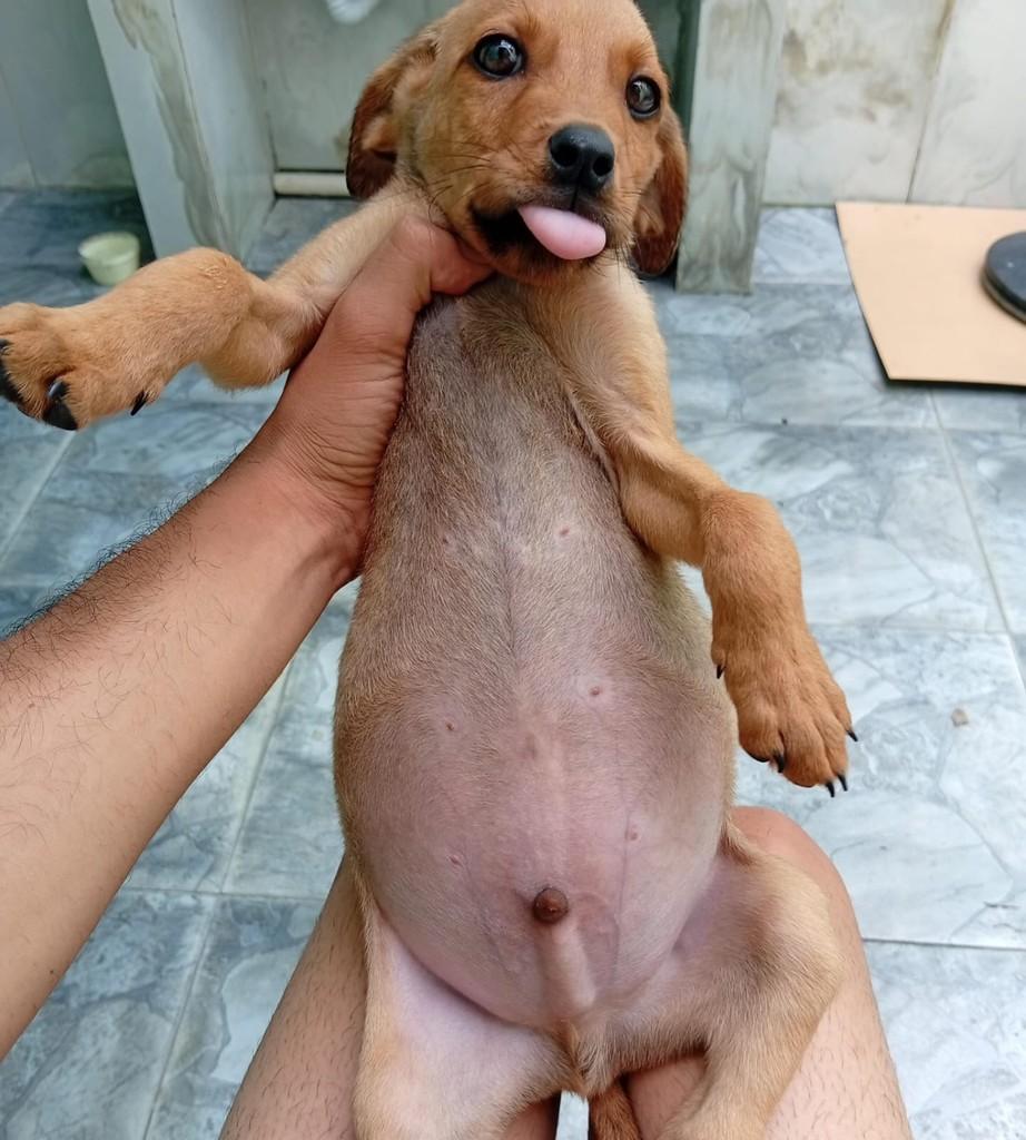 Bob, cachorro de porte pequeno para adoção em Jequié - BA