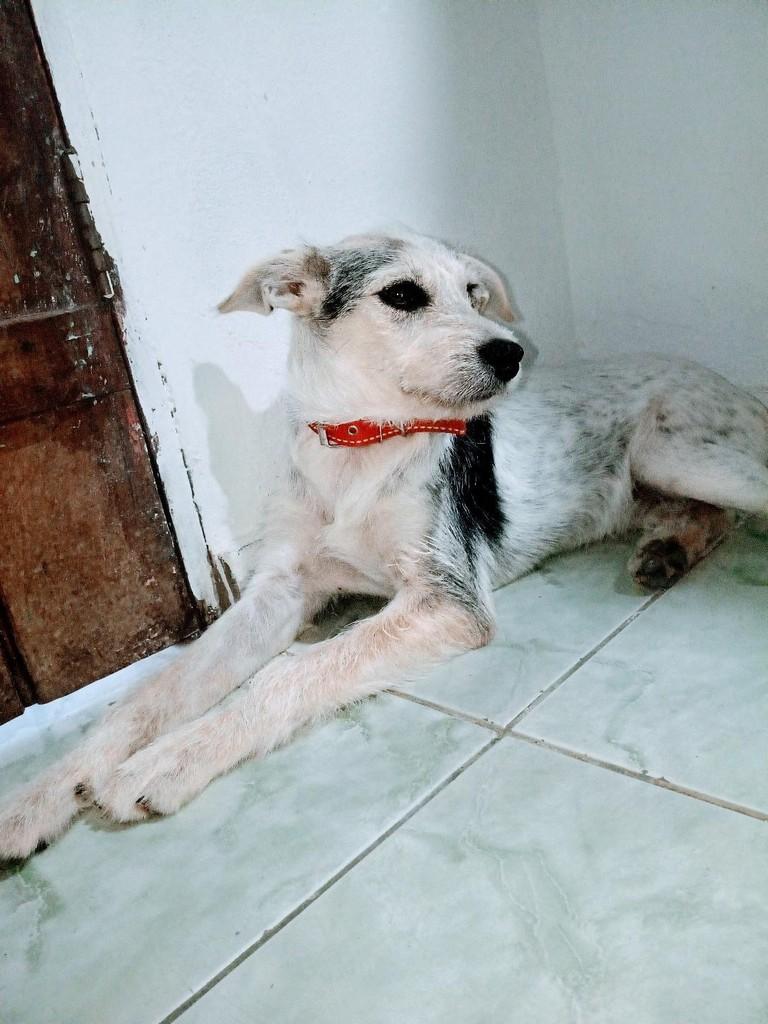 Bley, cachorro de porte pequeno para adoção em Jequié - BA