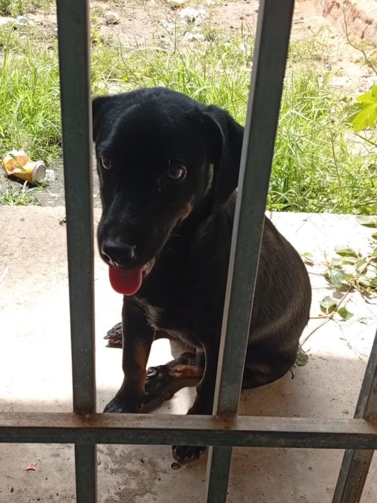 Rottweiler Mestiço, cachorro de porte pequeno para adoção em Jequié - BA