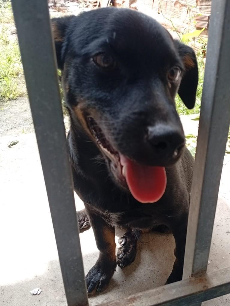Rottweiler Mestiço, cachorro de porte pequeno para adoção em Jequié - BA — foto 2 de 5
