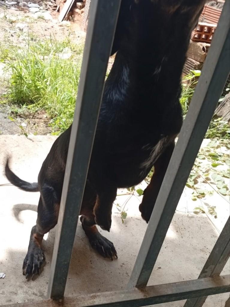 Rottweiler Mestiço, cachorro de porte pequeno para adoção em Jequié - BA — foto 3 de 5