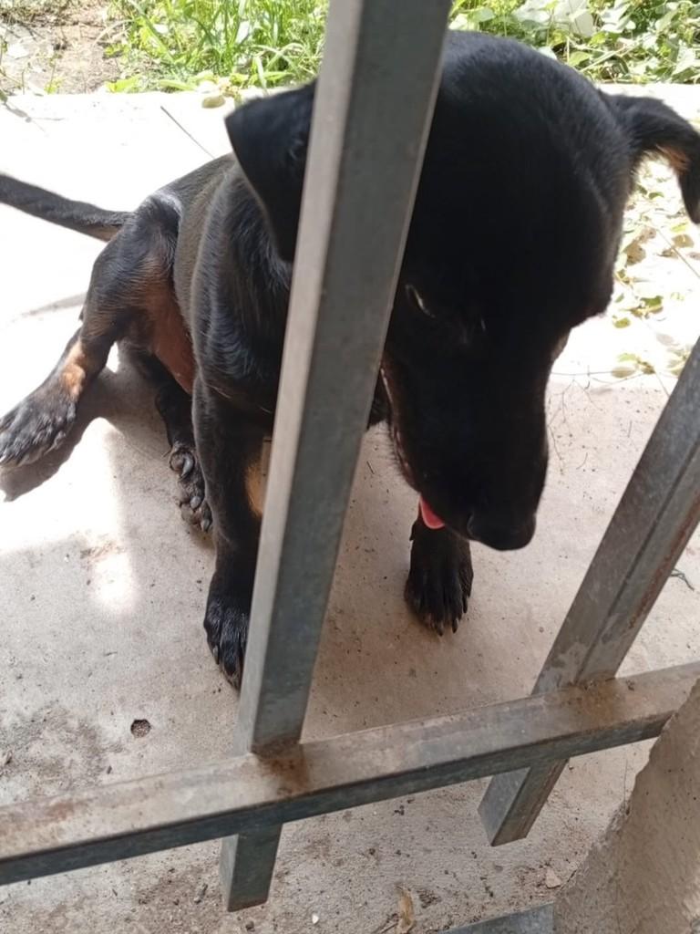 Rottweiler Mestiço, cachorro de porte pequeno para adoção em Jequié - BA — foto 4 de 5