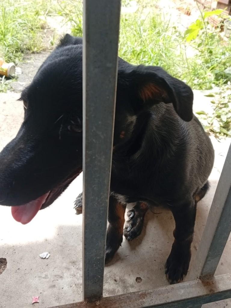 Rottweiler Mestiço, cachorro de porte pequeno para adoção em Jequié - BA — foto 5 de 5