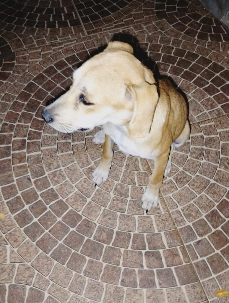Filhotinha, cadela de porte pequeno para adoção em Jequié - BA