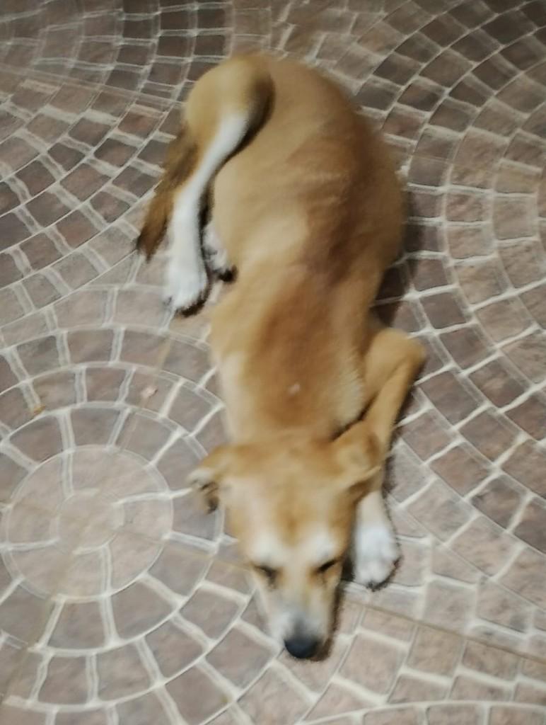 Filhotinha, cadela de porte pequeno para adoção em Jequié - BA — foto 2 de 2
