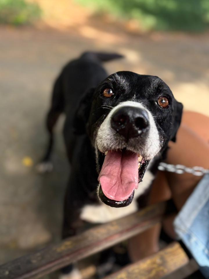 Gravatinha, cachorro de porte médio para adoção em Amparo - SP