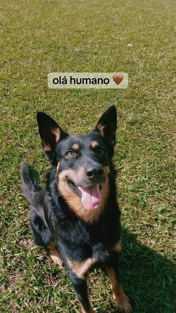 Elvis, cachorro de porte médio para adoção em Amparo - SP